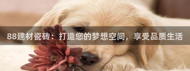 杏鑫手机客户端怎么下载