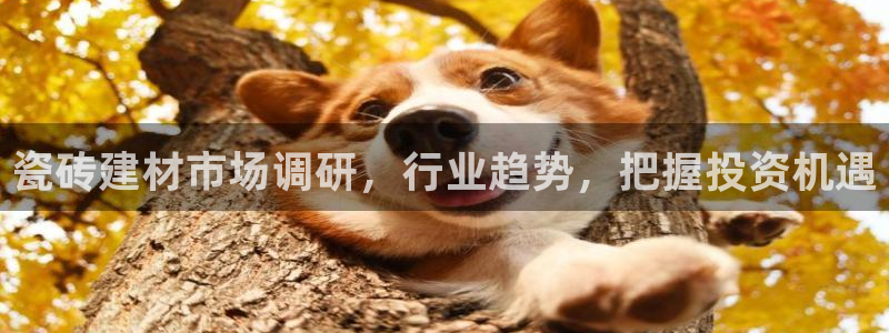 杏鑫代理注册资金多少