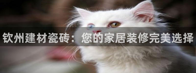 杏鑫平台怎么样